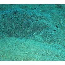 Vanderhorstia phaeostictus (Randall, Shao et Chen, 2007)