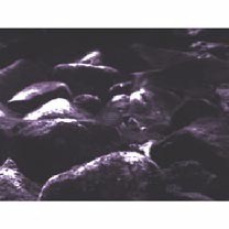 Acanthurus lineatus (Linnaeus, 1758)