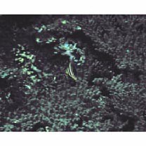 Zebrasoma veliferum (Bloch, 1795)