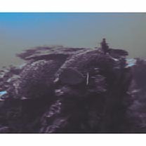 Naso unicornis (Forsskal, 1775)