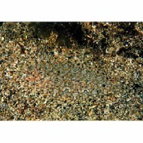 Asterorhombus intermedius (Bleeker, 1865)