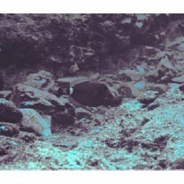 Cantherhines fronticinctus (Gunther, 1867)