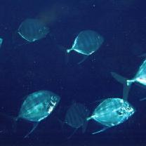 Carangoides coeruleopinnatus (Ruppell, 1830)