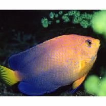 Centropyge interrupta (Tanaka, 1918)