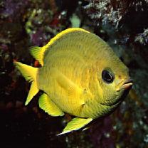 Chromis albicauda Allen et Erdmann, 2009