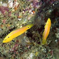 Bodianus bimaculatus Allen, 1973