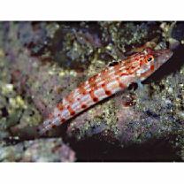 Parapercis multiplicata Randall, 1984