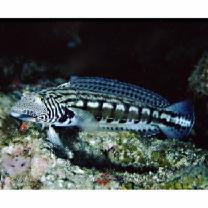 Parapercis kamoharai Schultz, 1966