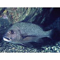 Plectorhinchus picus (Cuvier, 1828)