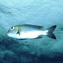 Monotaxis grandoculis (Forsskal, 1775)