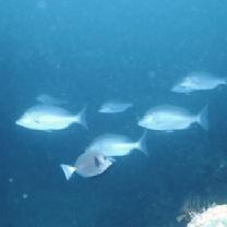 Lethrinus nebulosus (Forsskal, 1775)