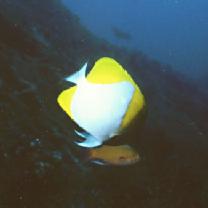 Hemitaurichthys polylepis (Bleeker, 1857)