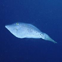 Aluterus scriptus (Osbeck, 1765)