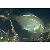 Ditrema viride Oshima, 1940