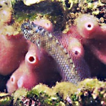 Eviota abax (Jordan et Snyder, 1901)