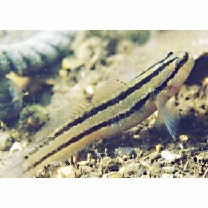 Tridentiger trigonocephalus (Gill, 1859)