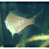 Ditrema viride Oshima, 1940