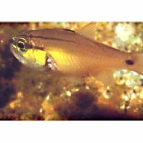 Ostorhinchus semilineatus (Temminck et Schlegel, 1843)