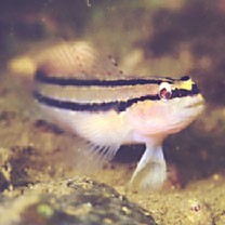 Tridentiger trigonocephalus (Gill, 1859)