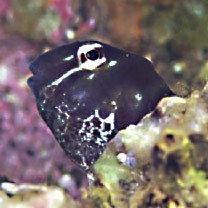 Omobranchus elegans (Steindachner, 1876)