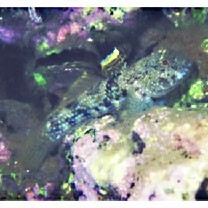 Bathygobius fuscus (Ruppell, 1830)