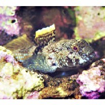 Bathygobius fuscus (Ruppell, 1830)