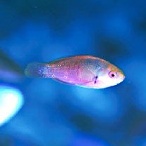 Cirrhilabrus lyukyuensis Ishikawa, 1904