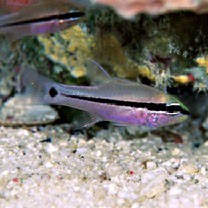 Pristiapogon fraenatus (Valenciennes, 1832)