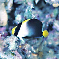 Chaetodontoplus mesoleucus (Bloch, 1787)