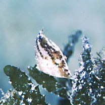 Monacanthidae, indet. gen. & sp