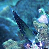 Scarus niger Forsskal, 1775