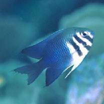 Neoglyphidodon thoracotaeniatus (Fowler et Bean, 1928)