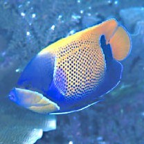 Pomacanthus navarchus (Cuvier, 1831)