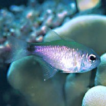 Taeniamia macroptera (Cuvier, 1828)