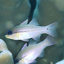 Apogon sealei Fowler, 1918