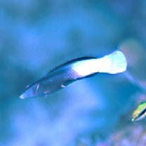 Labroides bicolor Fowler et Bean, 1928