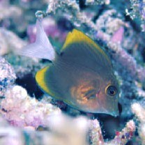 Ctenochaetus tominiensis Randall, 1955