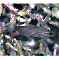 カスミヤライイシモチ