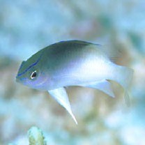 Chrysiptera rollandi (Whitley, 1961)