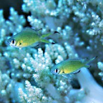 Chromis weberi Fowler et Bean, 1928