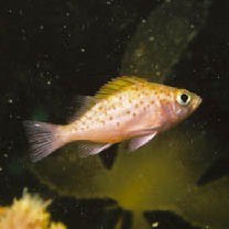 Sebastes inermis species complex