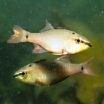 Ostorhinchus notatus (Houttuyn, 1782)