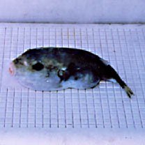 Sphoeroides pachygaster (Muller et Troschel, 1848)