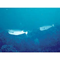 Naso brevirostris (Cuvier, 1829)