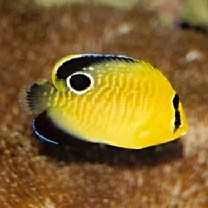 Apolemichthys xanthopunctatus Burgess, 1973