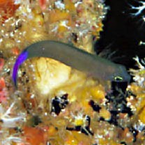 Pseudochromis luteus Aoyagi, 1943