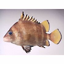 Hapalogenys mucronatus (Eydoux et Souleyet, 1850)