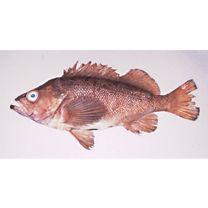 Sebastes taczanowskii (Steindachner, 1880)