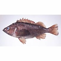 Sebastes taczanowskii (Steindachner, 1880)