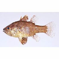 Foa brachygramma (Jenkins, 1903)